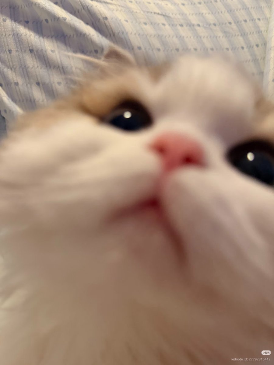 nocontextscats's tweet photo. 😗 https://t.co/1yRzCLzfVO