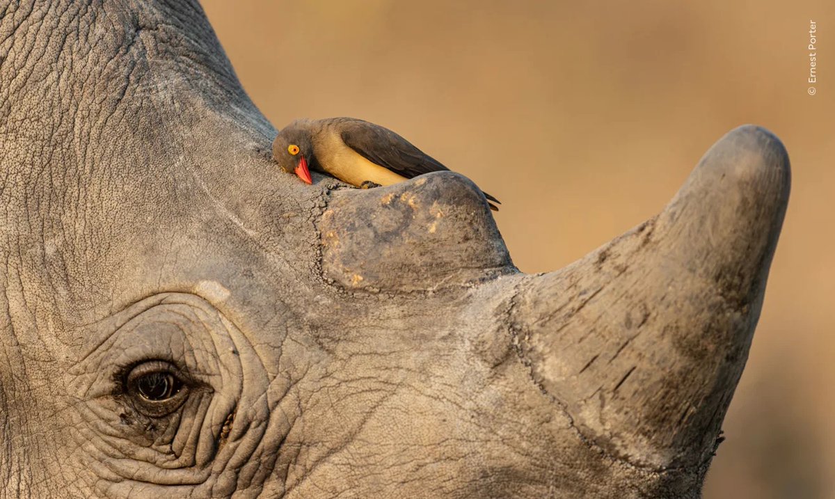 creapills's tweet photo. Un ours polaire qui regarde sous la banquise, une vipère piquée par un moustique ou un léopard lancé après un écureuil : le Wildlife Photographer of the Year 2026 dévoile ses premières images.

Le concours du Natural History Museum de Londres a sélectionné ces clichés parmi plus de 65 000 photos venues de 121 pays et territoires. Chaque image saisit un comportement, une rencontre ou un instant presque impossible à provoquer, comme cet ours photographié grâce à un appareil placé sous un trou de respiration de phoque.

Plus de photos : https://t.co/bdRwQUe620