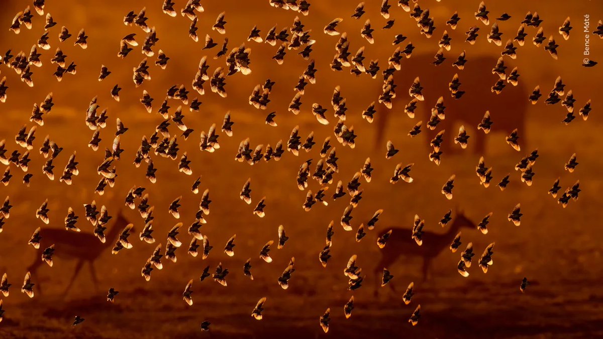creapills's tweet photo. Un ours polaire qui regarde sous la banquise, une vipère piquée par un moustique ou un léopard lancé après un écureuil : le Wildlife Photographer of the Year 2026 dévoile ses premières images.

Le concours du Natural History Museum de Londres a sélectionné ces clichés parmi plus de 65 000 photos venues de 121 pays et territoires. Chaque image saisit un comportement, une rencontre ou un instant presque impossible à provoquer, comme cet ours photographié grâce à un appareil placé sous un trou de respiration de phoque.

Plus de photos : https://t.co/bdRwQUe620