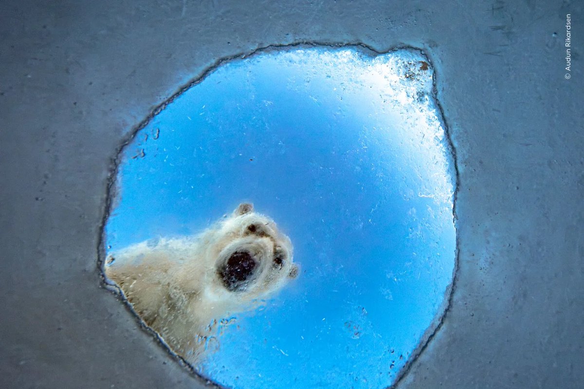 creapills's tweet photo. Un ours polaire qui regarde sous la banquise, une vipère piquée par un moustique ou un léopard lancé après un écureuil : le Wildlife Photographer of the Year 2026 dévoile ses premières images.

Le concours du Natural History Museum de Londres a sélectionné ces clichés parmi plus de 65 000 photos venues de 121 pays et territoires. Chaque image saisit un comportement, une rencontre ou un instant presque impossible à provoquer, comme cet ours photographié grâce à un appareil placé sous un trou de respiration de phoque.

Plus de photos : https://t.co/bdRwQUe620