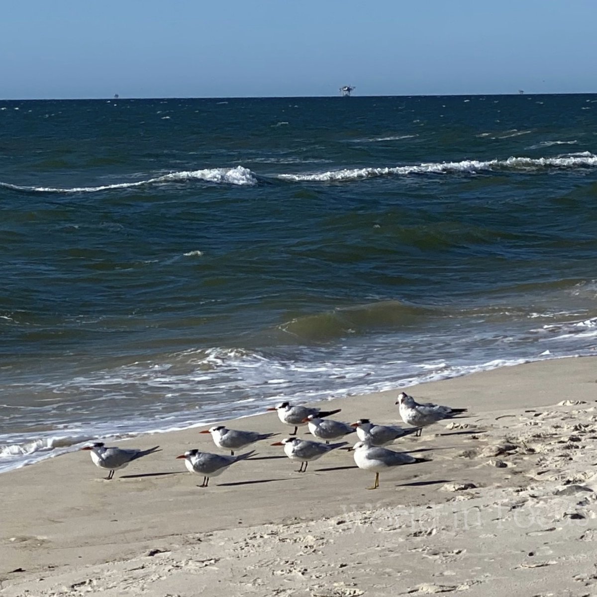 stlhockeyfan73's tweet photo. Just a little stroll down the beach patrolling the tide! 

#BeachPhotography #OceanPhotography #Seaside #BeachLife #CoastalPhotography #Seagulls #BirdPhotography #NaturePhotography #NatureLovers #OceanLovers #Waves #TravelPhotography #Photography #PhotoOfTheDay #WorldInFocus https://t.co/8tiJfa7Jh2