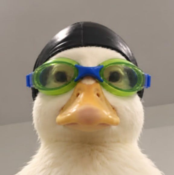 Kgenre1's tweet photo. @uffyebanda $Nasduck https://t.co/m8T2dr1b5f