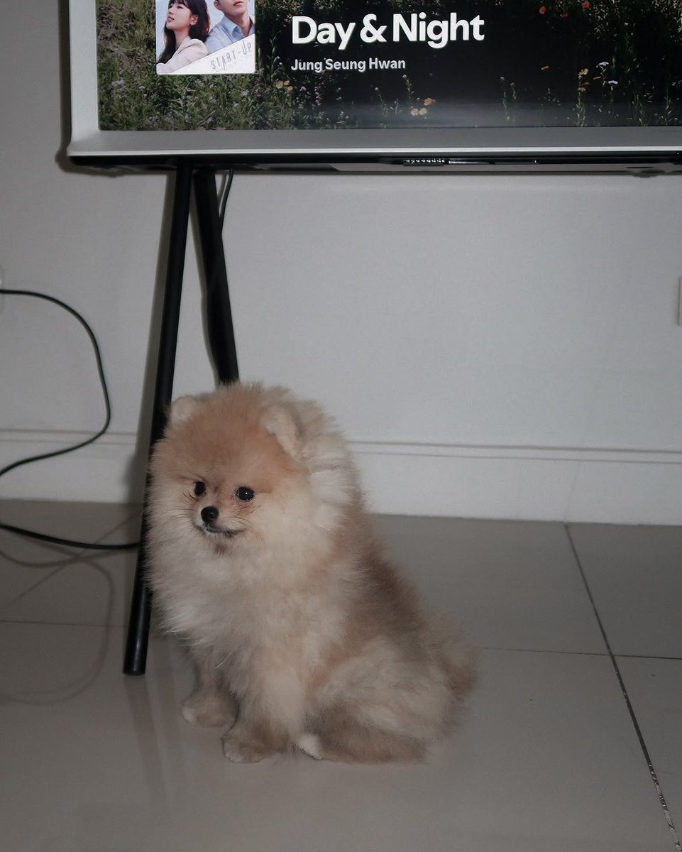 levsandrada's tweet photo. new member of the family: hansol 🐶 https://t.co/gfGl2Zxa1q
