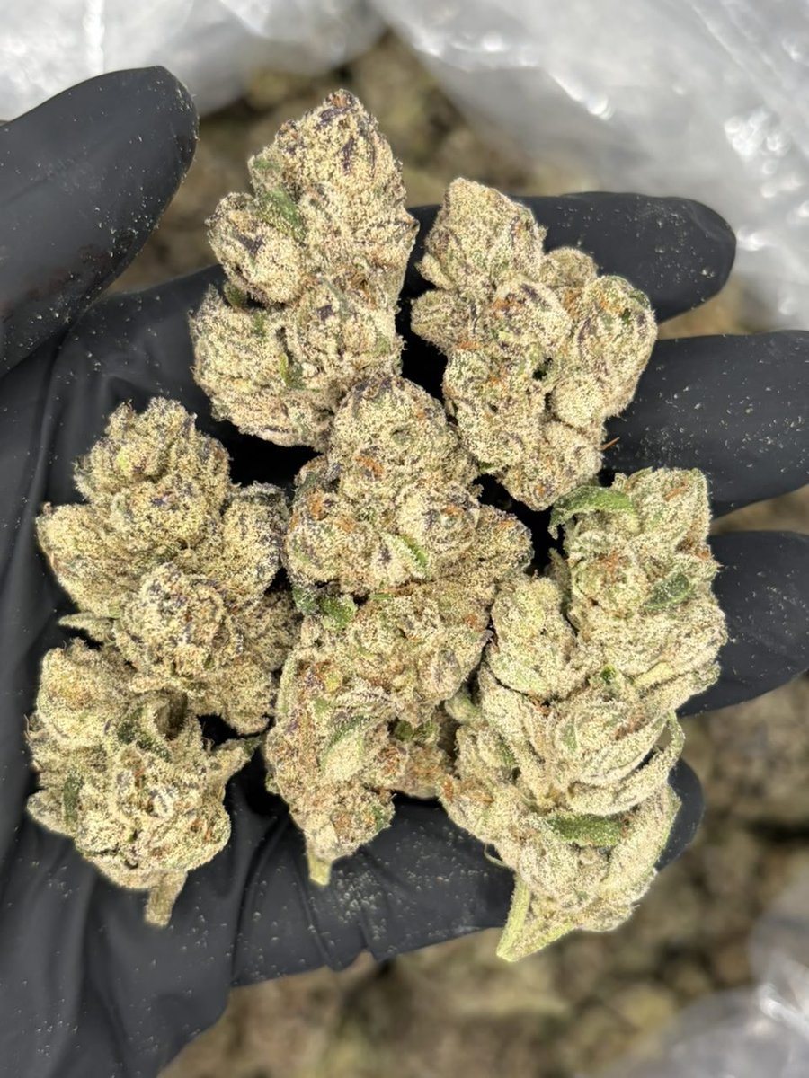 BHorizonzbu's tweet photo. GMO RUNTZ indoors
#nashvillegas #615gas #nashvilleplug #615plug https://t.co/1llg3bgWXg