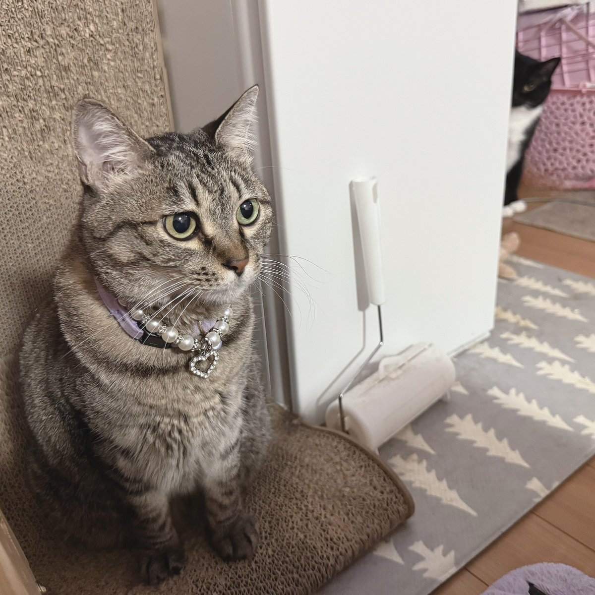 HellKo's tweet photo. 家政婦は　見た状態の　ゴッドくん
見事にクッキー　無反応です
#いぬねこライフ 
#みんなイヌみんなネコ 
#sippo 
#短歌フォト 
#エステー保護ネコ応援プロジェクト https://t.co/4E0izVRzyA