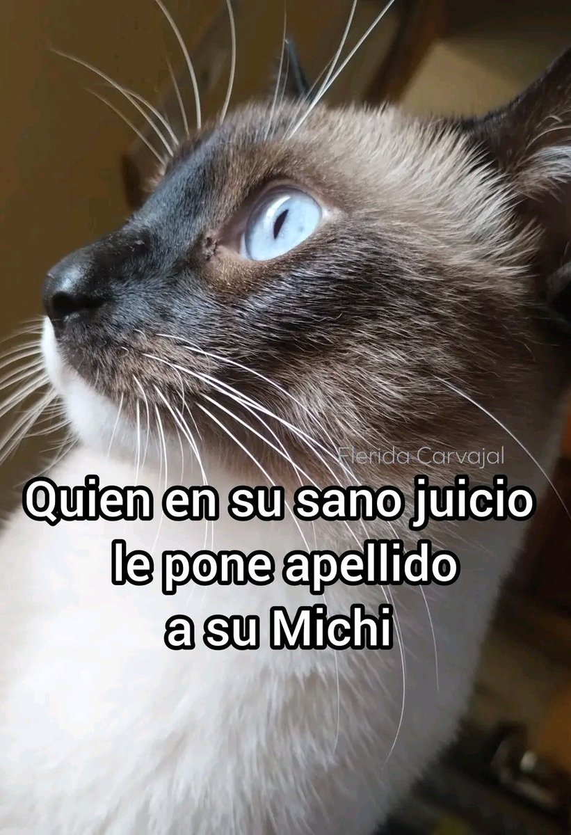 Tiofelino's tweet photo. ¿Tu gatito tiene apellido? 🤔🐱🐾 https://t.co/yIzfzlzJoB
