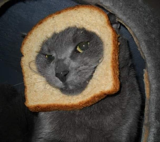 INBREDCATONSOL's tweet photo. https://t.co/S29EA8au6n