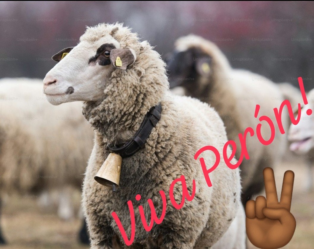 GoVy86's tweet photo. @Bichuok1 Así como los ves de pelotudos, son muy inteligentes.
Escuchan el cencerro e inmediatamente se alinean y gritan ✌️Viva Perón! ✌️ https://t.co/rGl8vfr4ZX