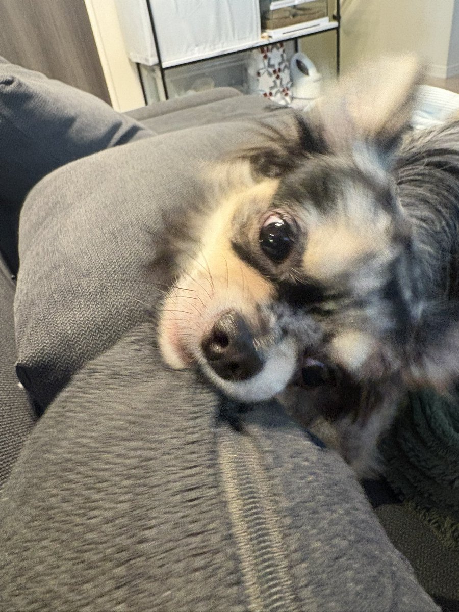 bseefp4's tweet photo. うちの犬。 https://t.co/YheSXfDvsf