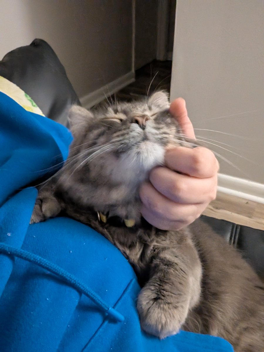 garfizzle11's tweet photo. this isnt a post ive ever wanted to make but unfortunately i have to

our cat, bear (shown below), is having a medical emergency. he had some sort of urinary tract issue that was getting better and suddenly became much, much worse over the weekend. hes already been in pain+ https://t.co/mrx5l965U9