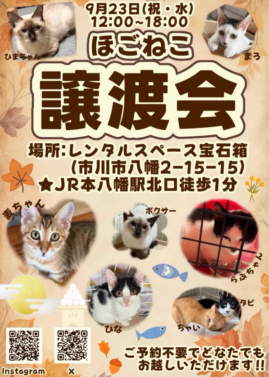 猫家族 on X: 