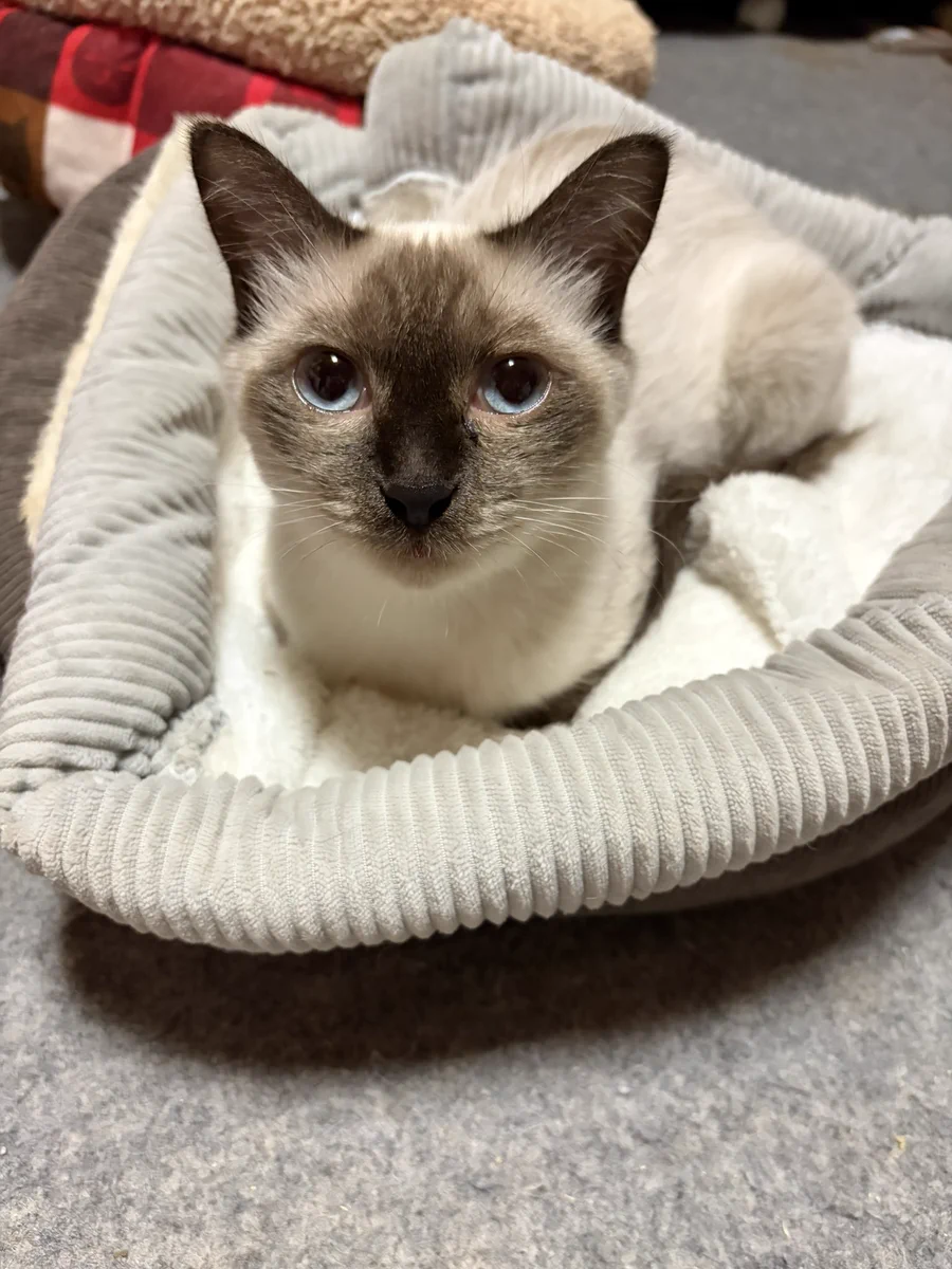 猫家族 on X: 