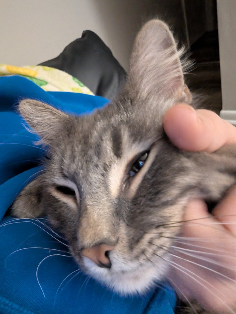 garfizzle11's tweet photo. this isnt a post ive ever wanted to make but unfortunately i have to

our cat, bear (shown below), is having a medical emergency. he had some sort of urinary tract issue that was getting better and suddenly became much, much worse over the weekend. hes already been in pain+ https://t.co/mrx5l965U9