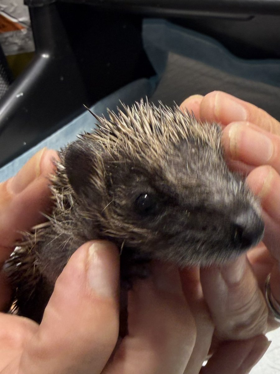 pricklelodge tweet picture