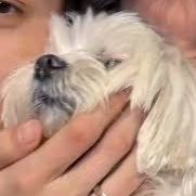 lovelykannz's tweet photo. kkkkkkkkkkk tiny dogs are such a mood girl do you know how many people would kill to be you https://t.co/230JqHtw4X