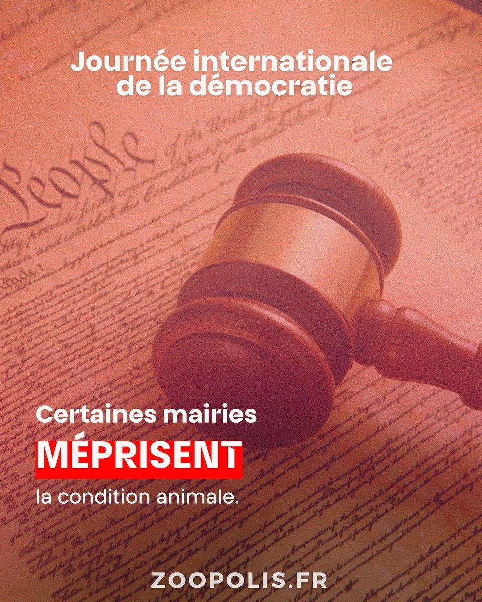 paz_zoopolis's tweet photo. ⚖️ #JournéeInternationaleDeLaDémocratie : l’accès aux documents administratifs est un droit en France. #PAZ les demande pour savoir comment est utilisé l'argent public. Des mairies jouent l’opacité et nous obligent à aller jusqu’au tribunal ! 😤
@villedemeudon @villedeclichy https://t.co/bNk4F8DaE7