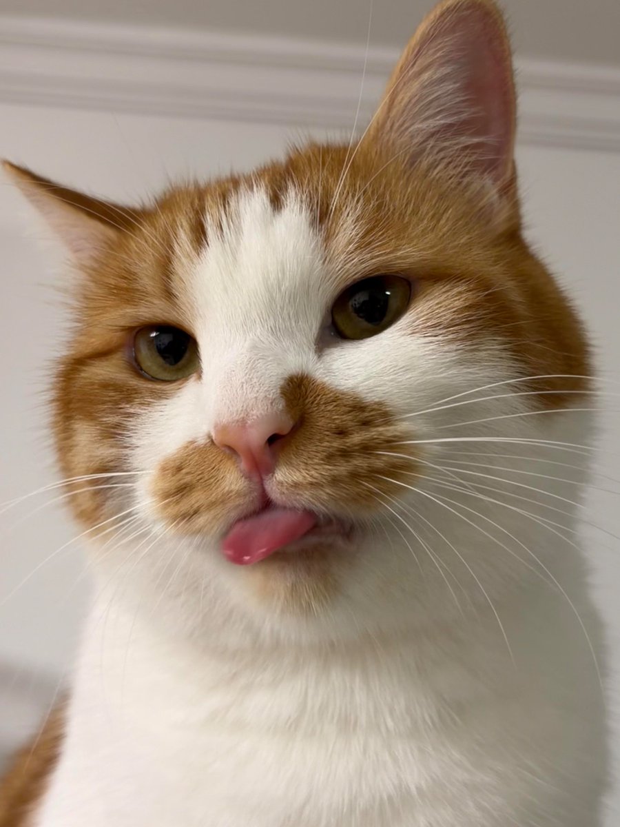 nocontextscats tweet picture