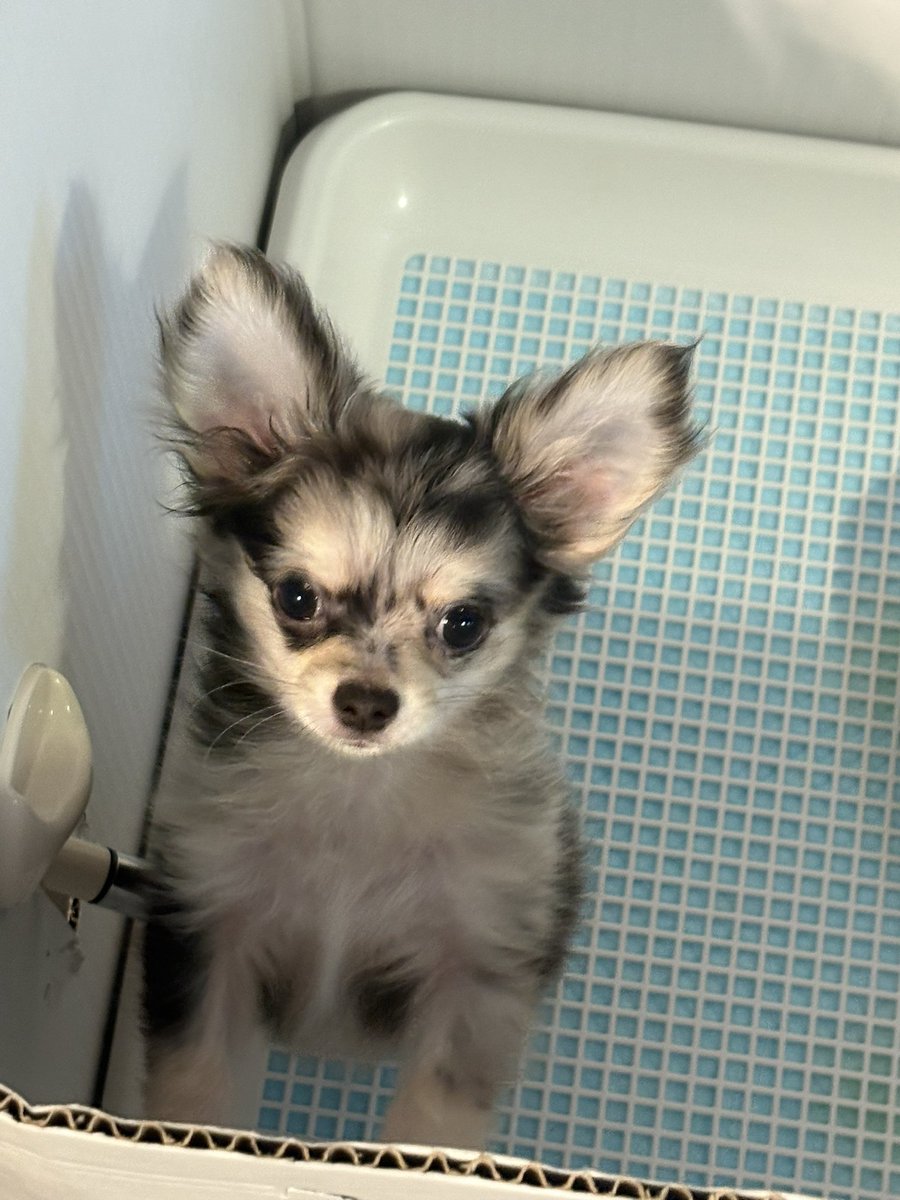 bseefp4's tweet photo. 子犬のときのやつ https://t.co/T4sQY3CndD