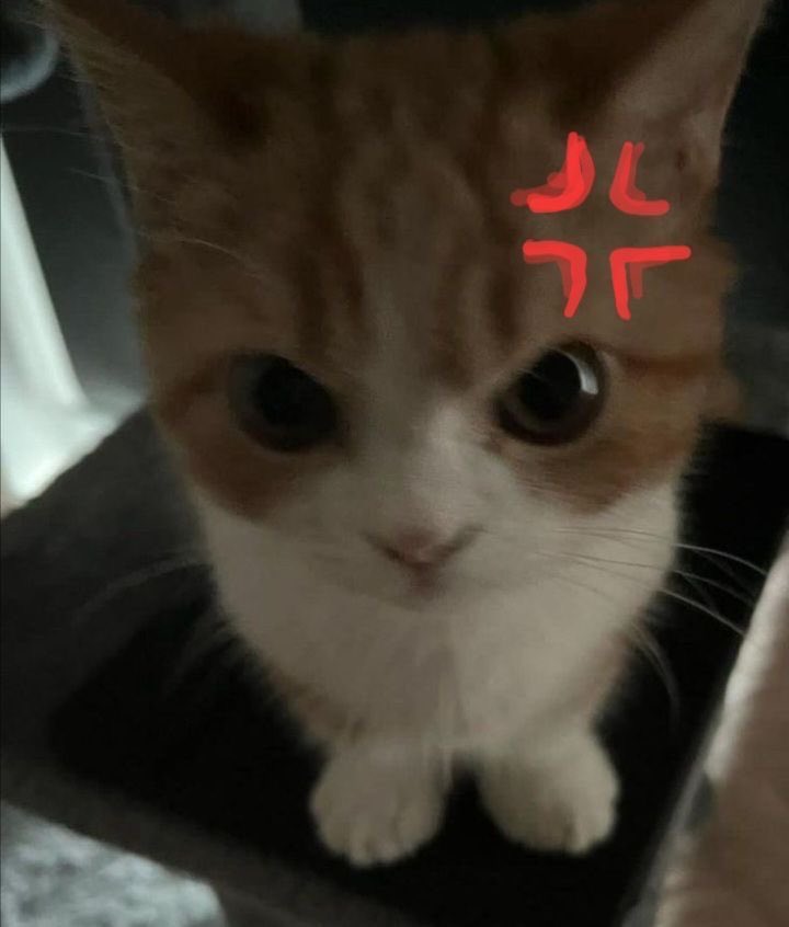 llluuunnneee9's tweet photo. 윰냥이 https://t.co/9LP1HXffVy
