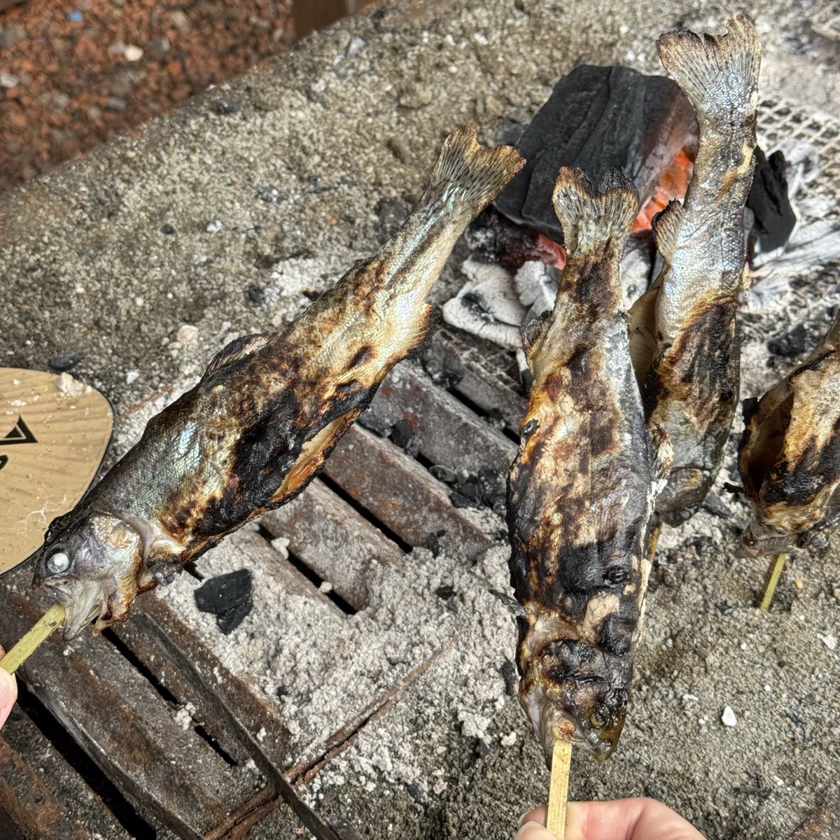 Ami_reality_'s tweet photo. すぐ釣れるちょろい魚たち🥹

#命に感謝🙏 https://t.co/pjcTINmv0d