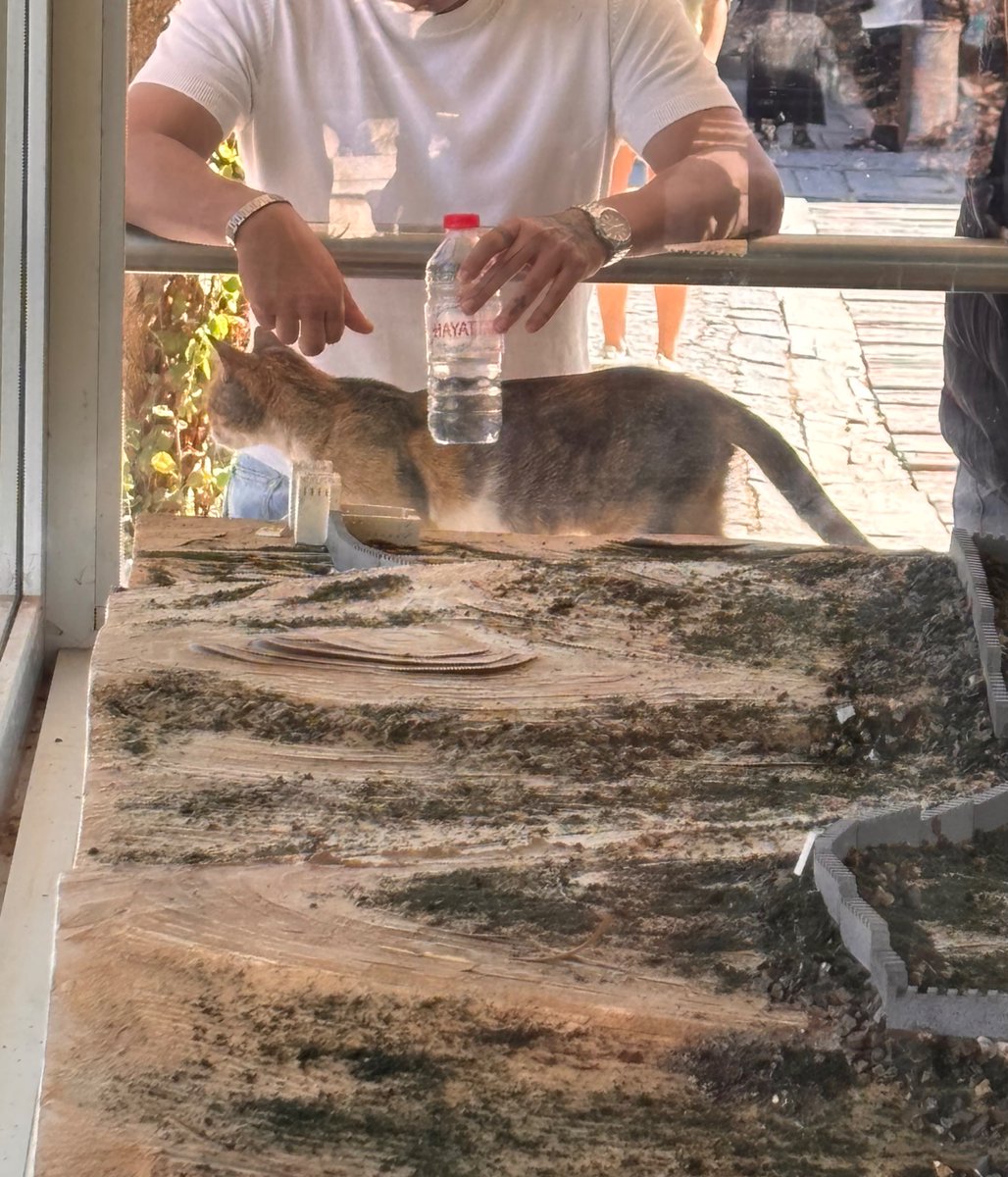 Krabat0902's tweet photo. エフェソス遺跡　ネズミがいるんで猫も多いらしい https://t.co/A6LzsRVhyM