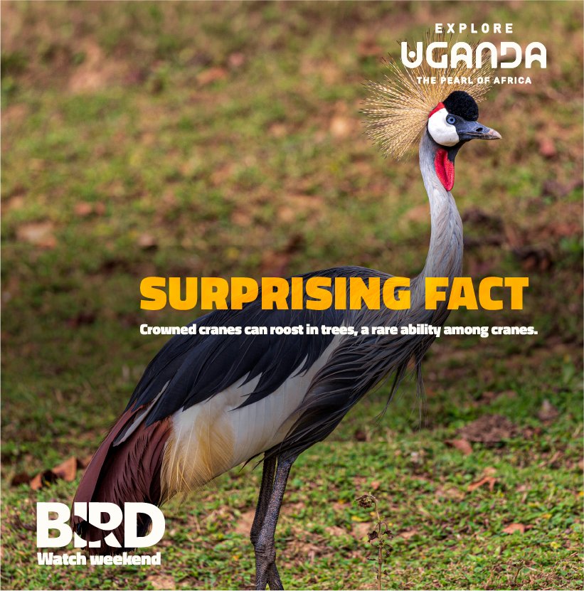 ExploreUganda's tweet photo. 𝗧𝗵𝗲 𝗜𝗻𝗱𝗲𝗽𝗲𝗻𝗱𝗲𝗻𝗰𝗲 𝗰𝗲𝗹𝗲𝗯𝗿𝗮𝘁𝗶𝗼𝗻𝘀 𝗮𝗿𝗲𝗻’𝘁 𝗼𝘃𝗲𝗿. 𝗨𝗴𝗮𝗻𝗱𝗮’𝘀 𝗻𝗮𝘁𝗶𝗼𝗻𝗮𝗹 𝗯𝗶𝗿𝗱 𝗶𝘀 𝘀𝘁𝗶𝗹𝗹 𝗱𝗮𝗻𝗰𝗶𝗻𝗴.

Meet the 𝘎𝘳𝘦𝘺 𝘊𝘳𝘰𝘸𝘯𝘦𝘥 𝘊𝘳𝘢𝘯𝘦, the royal showstopper that bows, leaps, spreads its wings and even tosses grass into the air when it takes to the dance floor.

Have you ever witnessed its dance in the wild? Tell us where.

#BirdWatchWeekend | #ExploreUganda