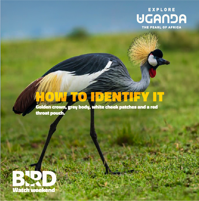 ExploreUganda's tweet photo. 𝗧𝗵𝗲 𝗜𝗻𝗱𝗲𝗽𝗲𝗻𝗱𝗲𝗻𝗰𝗲 𝗰𝗲𝗹𝗲𝗯𝗿𝗮𝘁𝗶𝗼𝗻𝘀 𝗮𝗿𝗲𝗻’𝘁 𝗼𝘃𝗲𝗿. 𝗨𝗴𝗮𝗻𝗱𝗮’𝘀 𝗻𝗮𝘁𝗶𝗼𝗻𝗮𝗹 𝗯𝗶𝗿𝗱 𝗶𝘀 𝘀𝘁𝗶𝗹𝗹 𝗱𝗮𝗻𝗰𝗶𝗻𝗴.

Meet the 𝘎𝘳𝘦𝘺 𝘊𝘳𝘰𝘸𝘯𝘦𝘥 𝘊𝘳𝘢𝘯𝘦, the royal showstopper that bows, leaps, spreads its wings and even tosses grass into the air when it takes to the dance floor.

Have you ever witnessed its dance in the wild? Tell us where.

#BirdWatchWeekend | #ExploreUganda