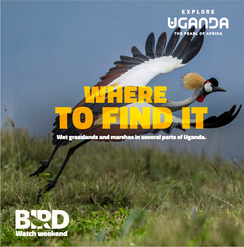 ExploreUganda's tweet photo. 𝗧𝗵𝗲 𝗜𝗻𝗱𝗲𝗽𝗲𝗻𝗱𝗲𝗻𝗰𝗲 𝗰𝗲𝗹𝗲𝗯𝗿𝗮𝘁𝗶𝗼𝗻𝘀 𝗮𝗿𝗲𝗻’𝘁 𝗼𝘃𝗲𝗿. 𝗨𝗴𝗮𝗻𝗱𝗮’𝘀 𝗻𝗮𝘁𝗶𝗼𝗻𝗮𝗹 𝗯𝗶𝗿𝗱 𝗶𝘀 𝘀𝘁𝗶𝗹𝗹 𝗱𝗮𝗻𝗰𝗶𝗻𝗴.

Meet the 𝘎𝘳𝘦𝘺 𝘊𝘳𝘰𝘸𝘯𝘦𝘥 𝘊𝘳𝘢𝘯𝘦, the royal showstopper that bows, leaps, spreads its wings and even tosses grass into the air when it takes to the dance floor.

Have you ever witnessed its dance in the wild? Tell us where.

#BirdWatchWeekend | #ExploreUganda