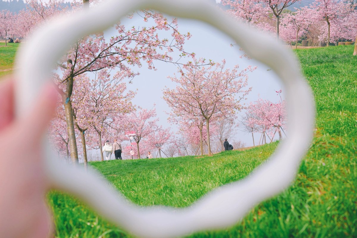 JacelynLub6h's tweet photo. Sunshine + blooming cherry blossoms = the perfect spring afternoon! https://t.co/n5naqiV7DQ