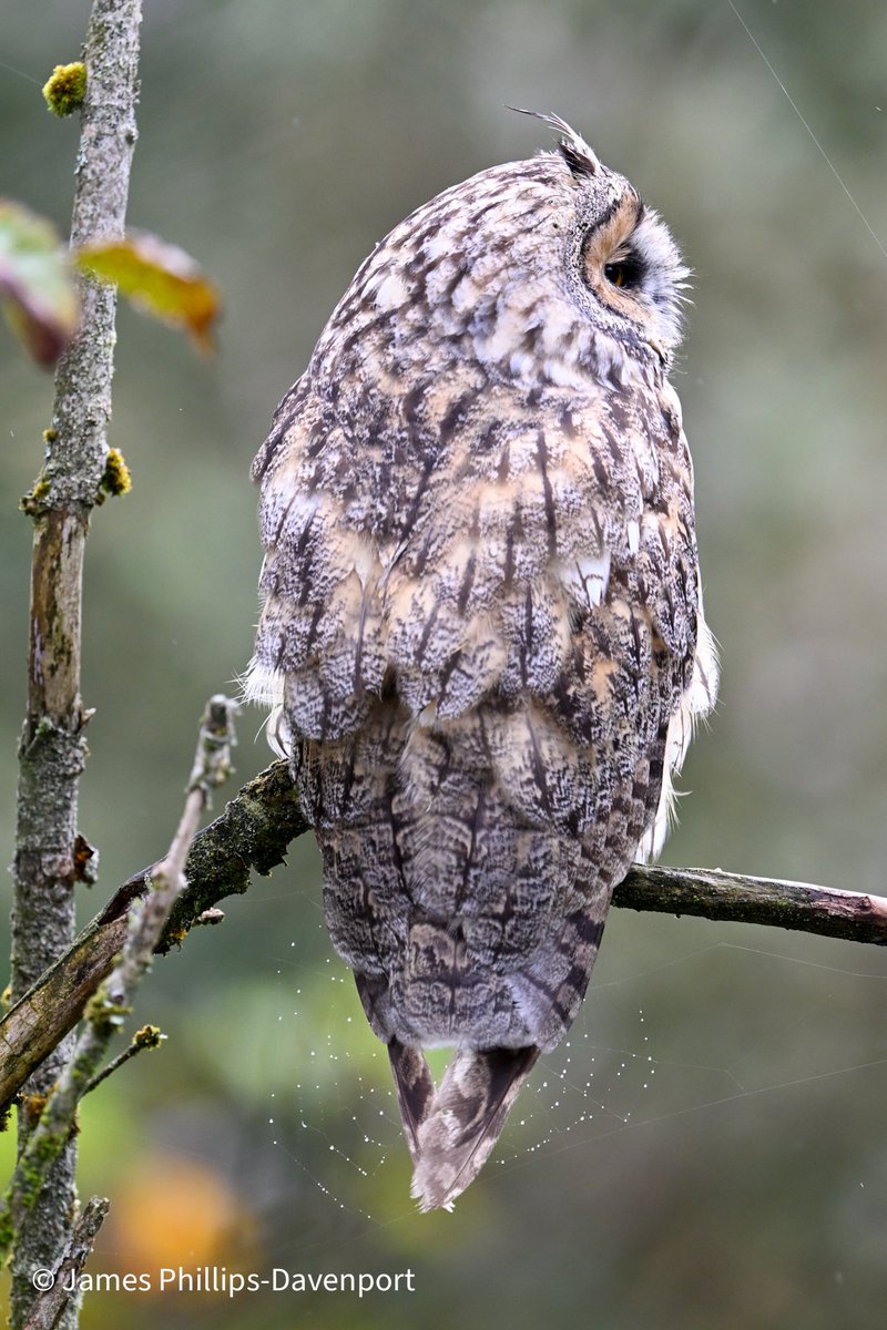 davo_photo's tweet photo. Silent, secretive and absolutely stunning ๐ฆโจ Long-eared Owls are masters of staying hidden, but spotting one in the wild is a truly special moment.
#LongEaredOwl #Owls #BirdPhotography #WildlifePhotography #Nature https://t.co/lNtflcUWhH