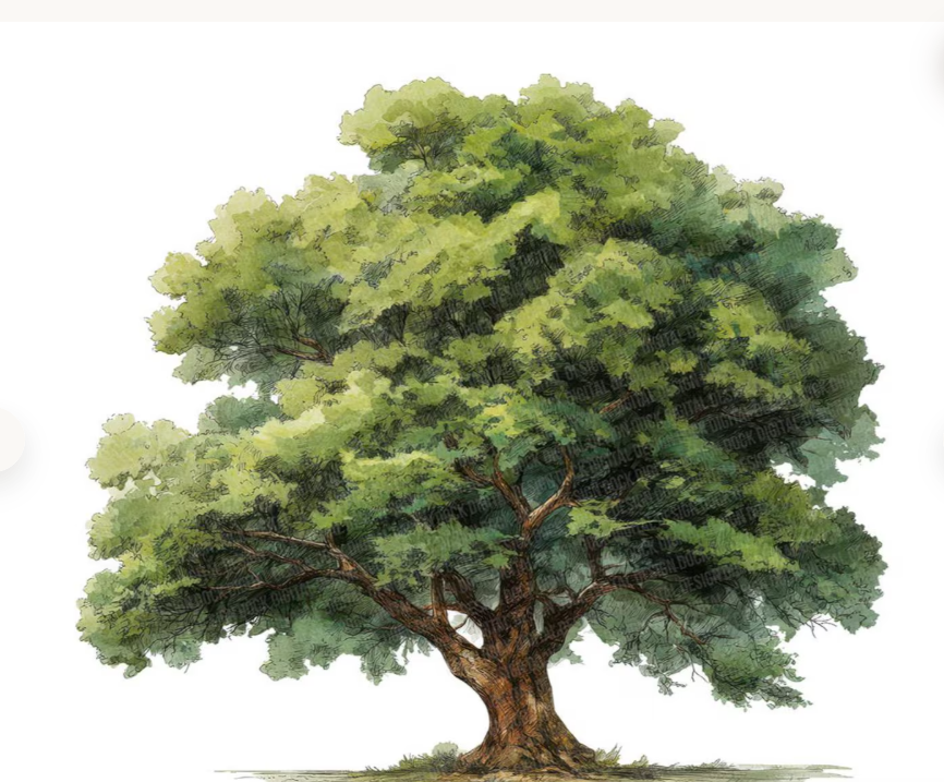 climacritic's tweet photo. Un albero come questo, assorbe 50 Kg di CO2 in un anno.
Con 700 miliardi di alberi come questo, si assorbono 35 miliardi di Gton di CO2, pari alle emissioni annue odierne.
Ci sono sulla terra 3000 miliardi di alberi.

Non è finita.

Sotto un albero come questo si riduce di 10 -15°C (anche 20°C quando si superano i 40°C dell'aria) la temperatura del suolo.

La spesa per piantare 700 miliardi di alberi è notevolmente inferiore a quella attuale per raggiungere net zero.

Spiegate perché non ci muoviamo in questa direzione veramente ecologica?