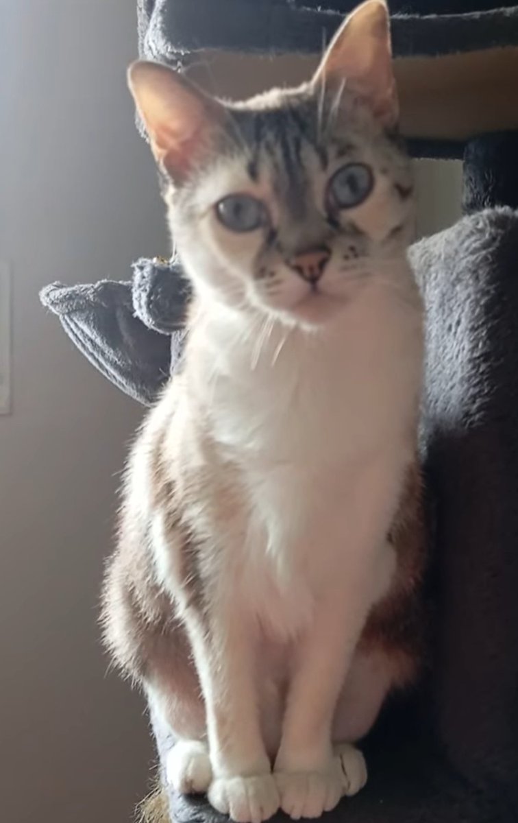 areagossosbdn's tweet photo. 🆘🆘¡¡ATENCIÓN!!🆘🆘
BLUE se ha perdido en el barrio de #LaSalud #Badalona.
Tiene 11 años, lleva chip.
Si la ves ponte en contacto
📞 622 744 028
Máxima difusión.
📣📣📣
#XarxaBarcelonaPerduts
#FemXarxa https://t.co/9OGfx2JjLn