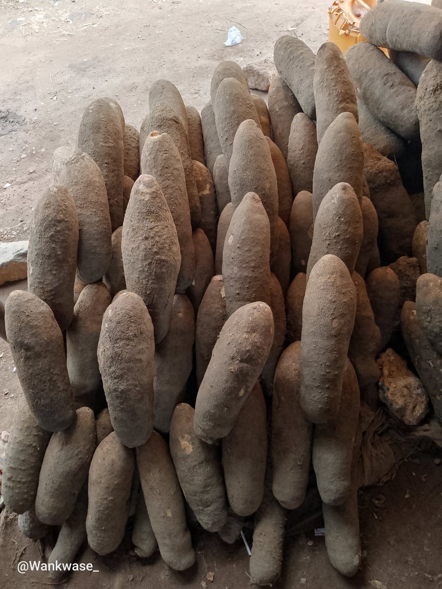 Wankwase_'s tweet photo. FRESH NEW YAM 
We have Supke New Yam( White) and Gaaku (Cream)
They are all sweet, soft and fluffy. All Benue Yam 
 
1-10 Small tubers of Gaaku -15k + Delivery 
2-10 Medium tubers of Gaaku -26k + Delivery 
3-10 Medium tubers of Sukpe -25k + Delivery 
4-10 Big tubers of Sukpe -35k https://t.co/UwPq8aVN7s