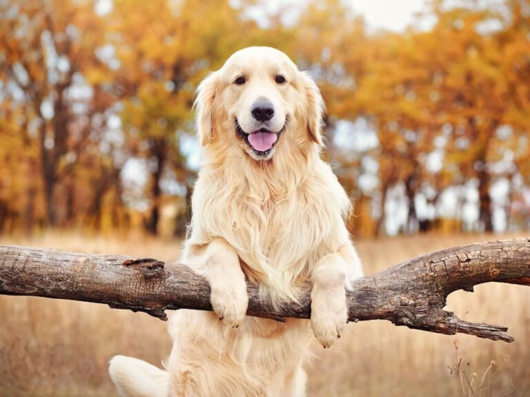 DanyRetamal_'s tweet photo. Just a cute golden retriver puppy.
There is no difference. Not at all.
💛🐶🦮
#신혜선 #ShinHaeSun #LoveOClock https://t.co/1alNjJks78