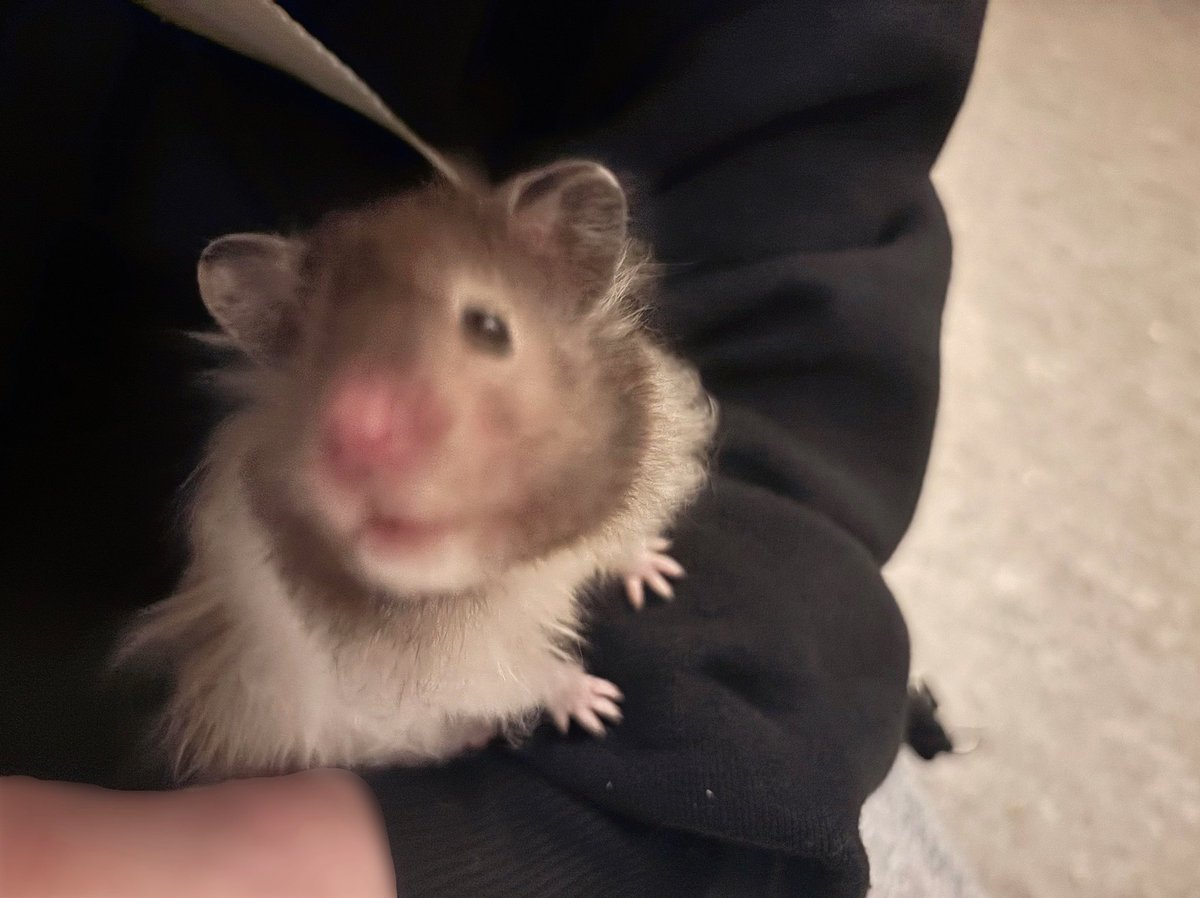 mito_nigou's tweet photo. 学校のハムちゃん
小さいお手々がとてもかわいい🐹 https://t.co/tgpr2B5sol