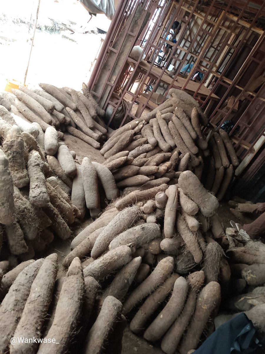 Wankwase_'s tweet photo. FRESH NEW YAM 
We have Supke New Yam( White) and Gaaku (Cream)
They are all sweet, soft and fluffy. All Benue Yam 
 
1-10 Small tubers of Gaaku -15k + Delivery 
2-10 Medium tubers of Gaaku -26k + Delivery 
3-10 Medium tubers of Sukpe -25k + Delivery 
4-10 Big tubers of Sukpe -35k https://t.co/UwPq8aVN7s