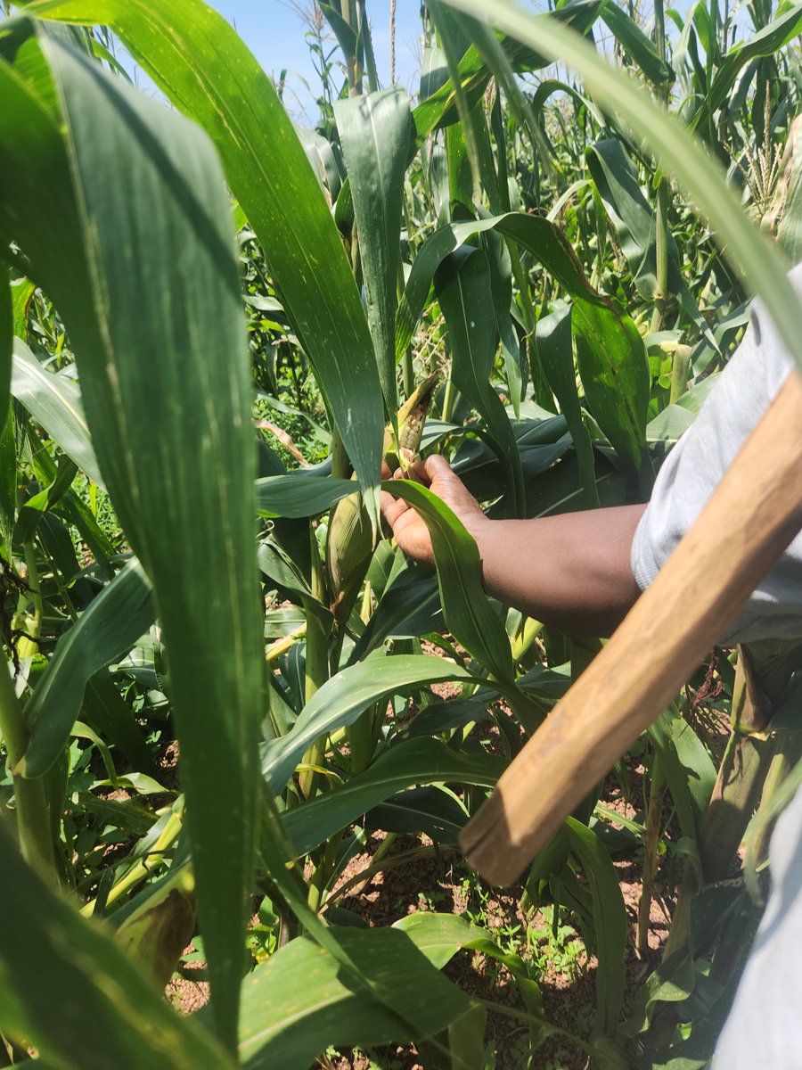 CqreAgro's tweet photo. Corn 🌽 https://t.co/Mlt6xxaZL5