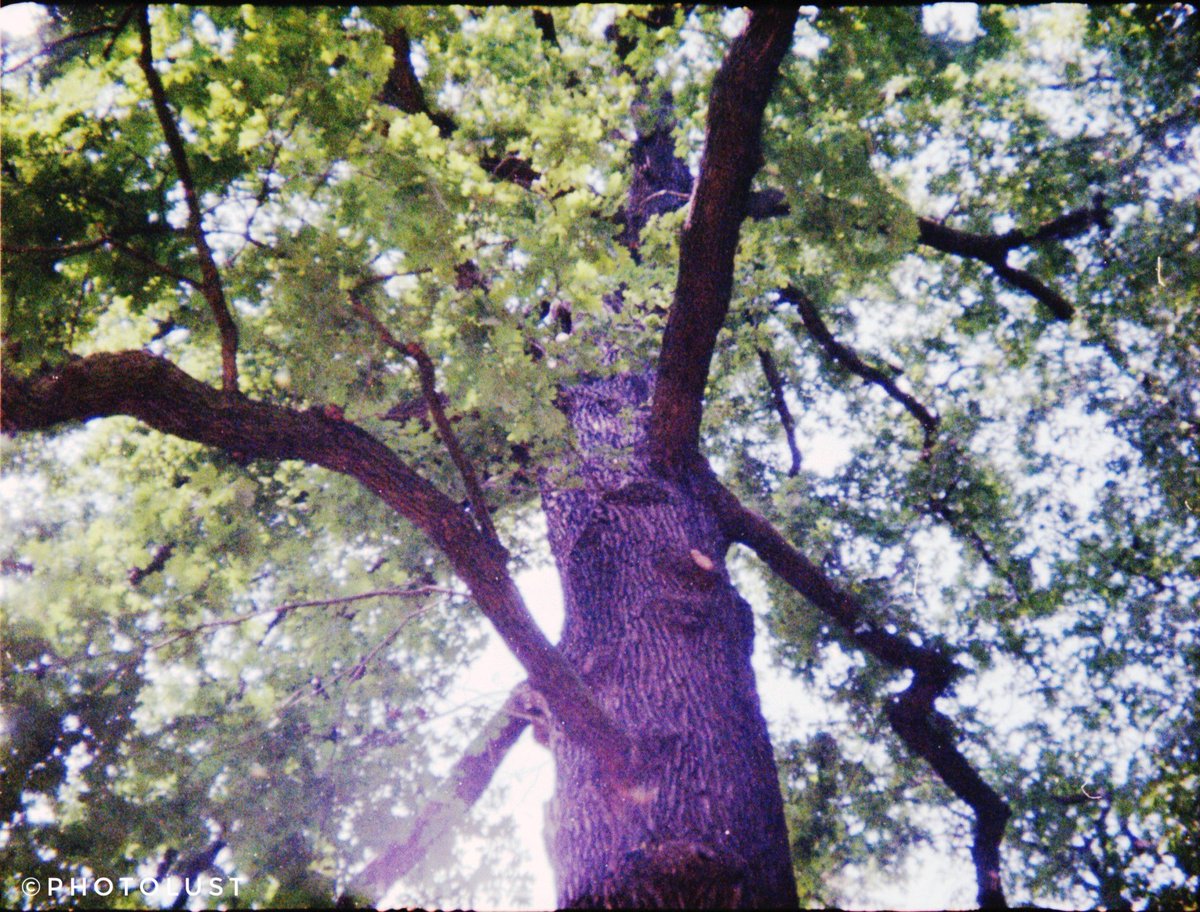 photo_lust's tweet photo. #TreeTuesday 

#Lomography
📷 #Holga 135 TIM
🎞️ #Kodak #UltraMax

#Analogue #Analoguephoto #Analoguephotography
#Color #Colorphoto #Colorphotography
#Tree #Wood #Nature https://t.co/dNishmTfGA