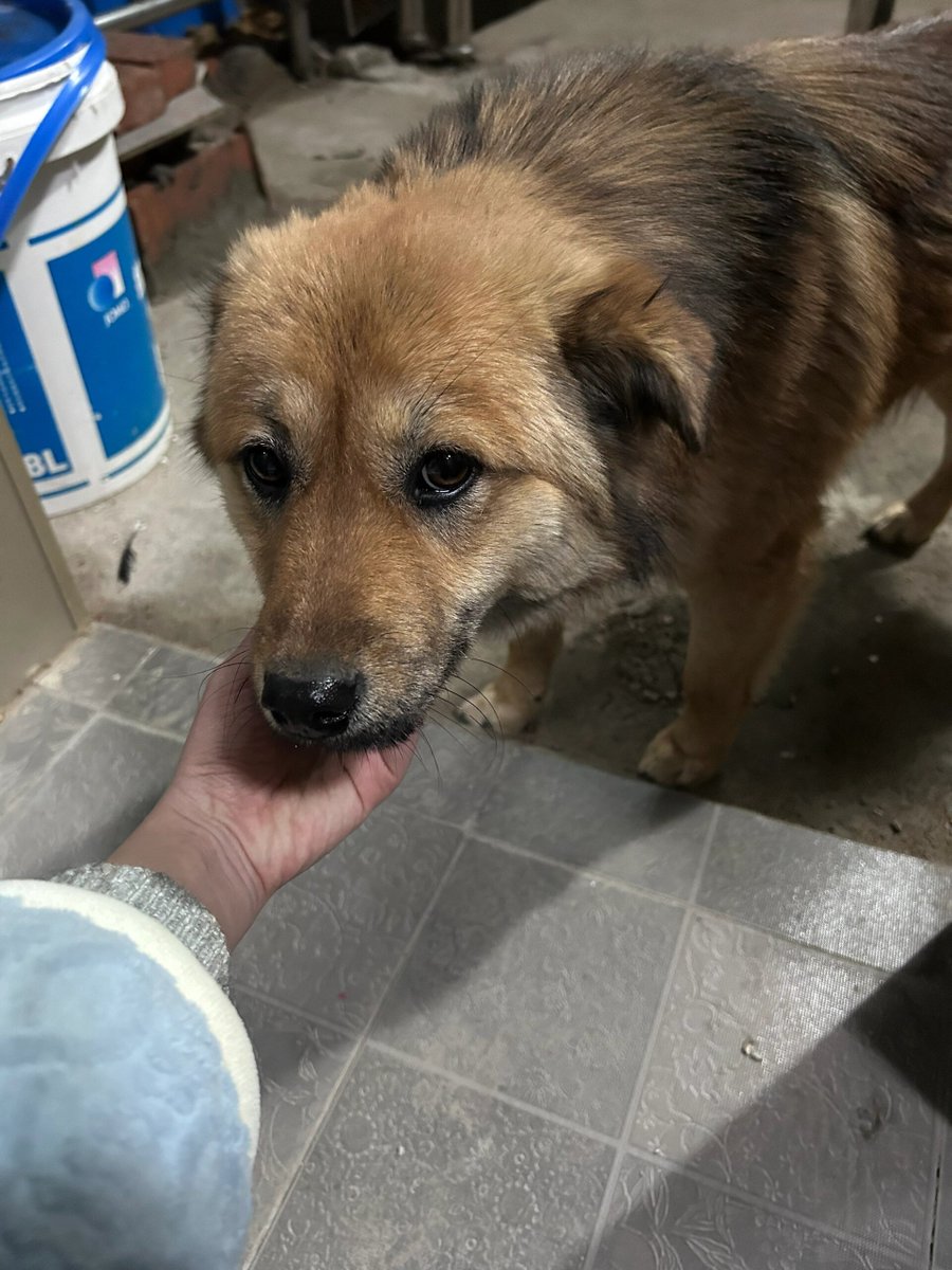 crowc993095's tweet photo. My fluffy pup turned 5 today—still zooms around like a 3-month-old, steals socks, and makes every ordinary day feel like a adventure https://t.co/6wMFzaUe2Y