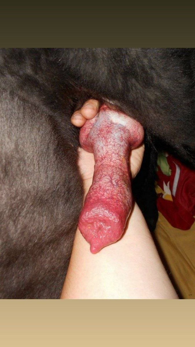KnottingAnny's tweet photo. #zoophilia
#zooContents
#dogknotting
#dogcock
#beastiality
#k9contents
#k9cock
#dogmom
#dogcontents

🐶[https://t.co/m06KGEW1aS]🐶 https://t.co/aMoABeuJY6