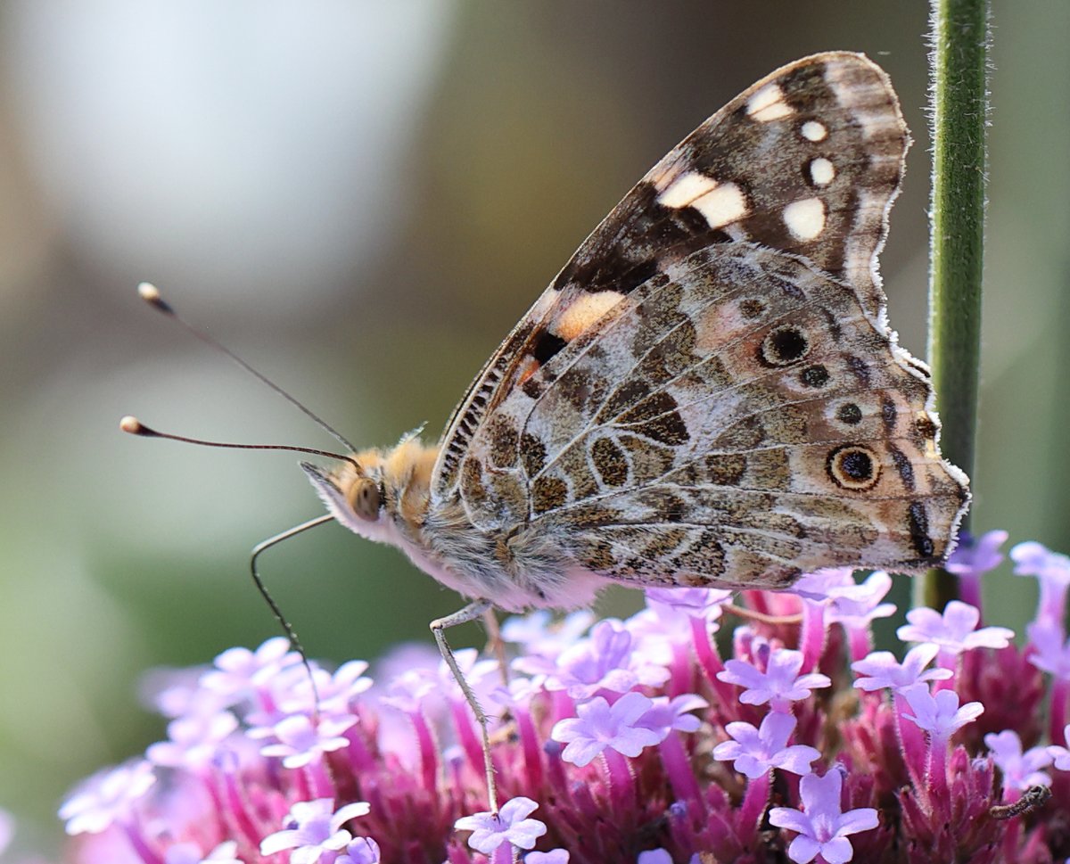 Sapientgadfly's tweet photo. I agree Venetiajane, beautifully captured. Here's one I caught recently. https://t.co/09Av4mlz42