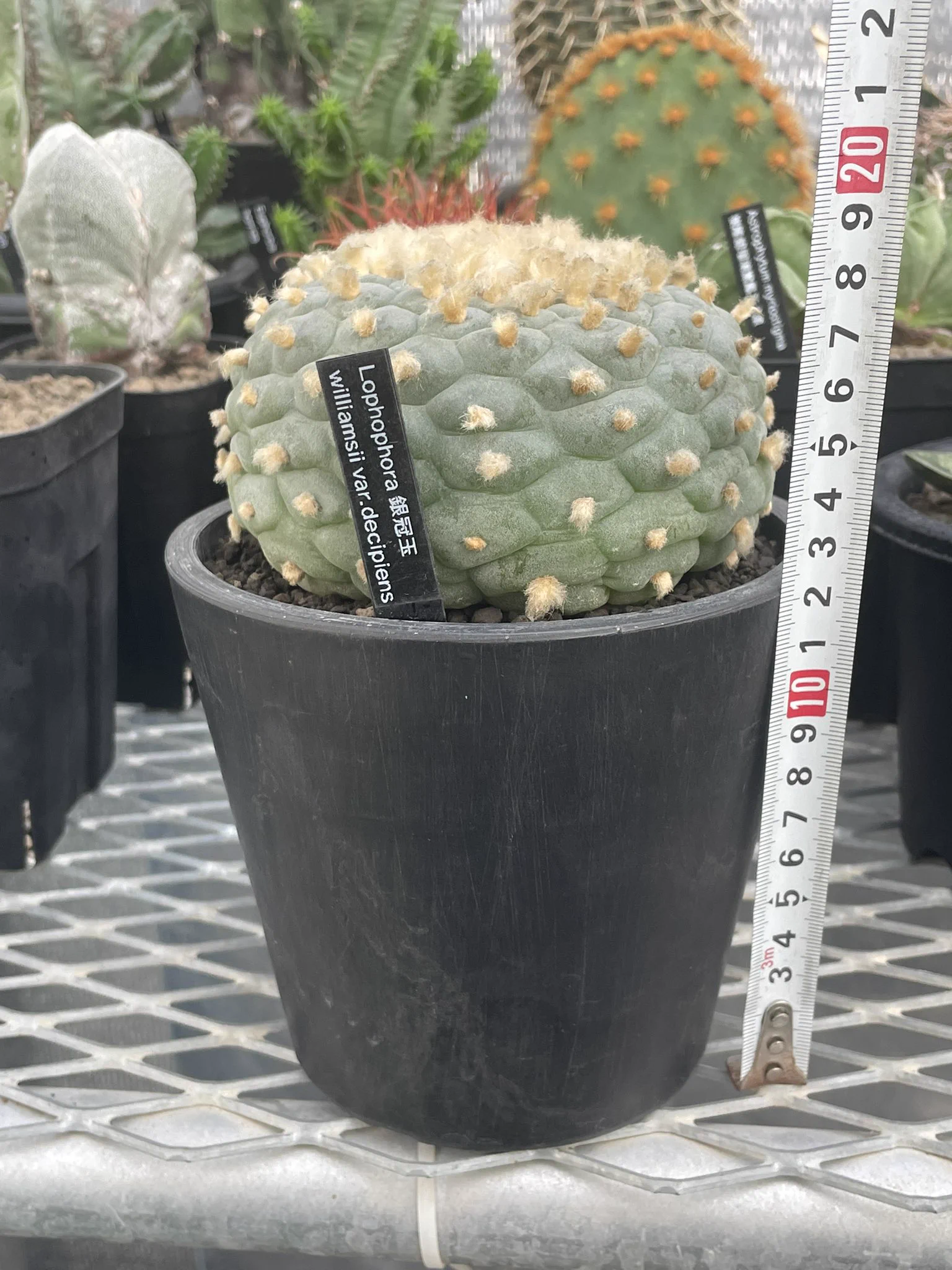 Agave Addiction on X: 
