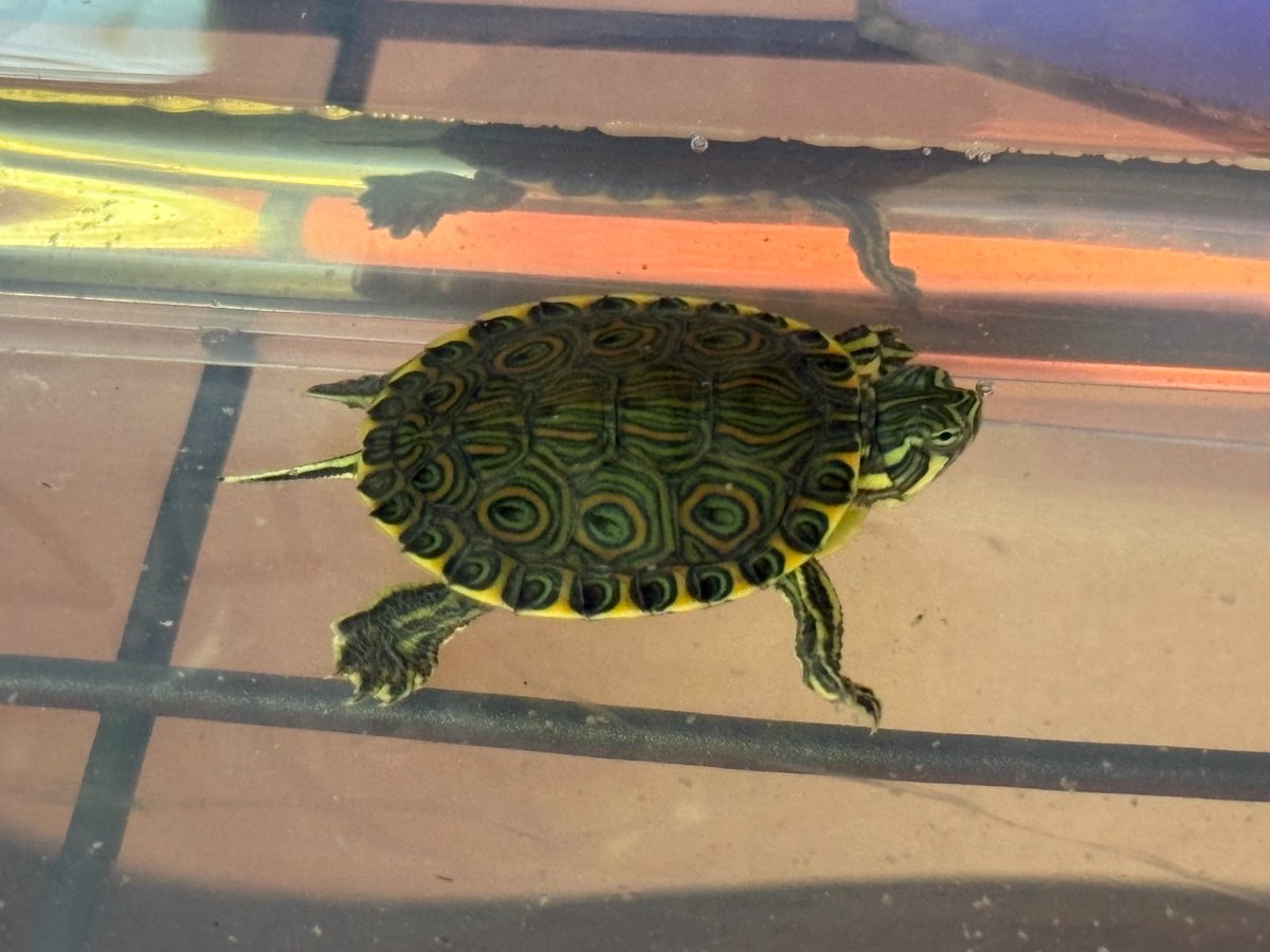 Desgidra's tweet photo. タバスコクジャクの餌はミニペット
菜食寄りのほうが良さそうだしもうちょい大きくなったら色々あげてみるかな https://t.co/L2ebBlGgXP