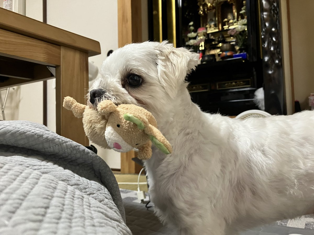 I_need_Omocha's tweet photo. 僕ちんすこやかセレクション
#マルチーズ
#犬のいる暮らし https://t.co/JHLCxsrDTy
