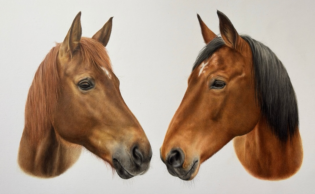 CorrineBusscher's tweet photo. Very pleased to have completed and signed off this double portrait of the lovely Ollie and Loo this past week. Loo’s portrait took some trial and error to perfect. Her owner chose to portray her in her lighter summer coat rather than the dark bay https://t.co/HPol94cwpC
