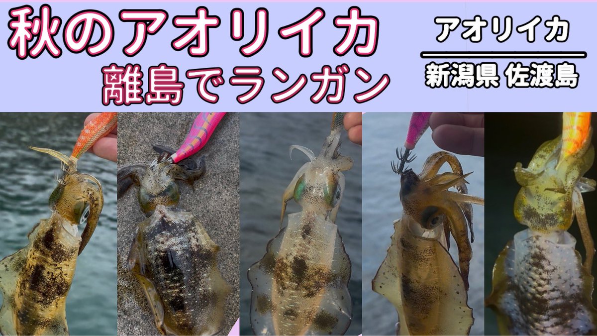 katwo1982's tweet photo. 秋の佐渡島でエギングランガン！数釣りのシーズン https://t.co/XDiWodlj6u @YouTubeより
#釣り #fishing #アウトドア #エギング #アオリイカ https://t.co/yvqml1vcp1