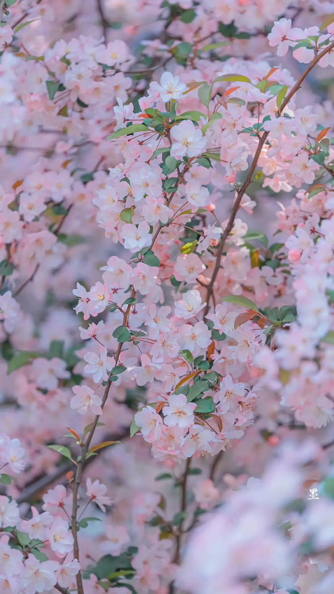 SuzetteFrequ's tweet photo. Everything feels so fleeting lately, does anyone else agree 🌸 https://t.co/GL4DreUcei