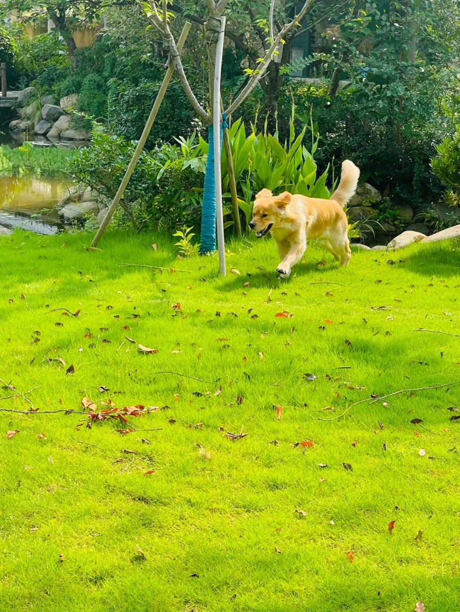 LenoreCocczmtd's tweet photo. My tiny pup just hit 6 months old! First time seeing him run full speed around the yard like a little ball of sunshine—growth never fails to warm my heart https://t.co/dDHwU9N1m8
