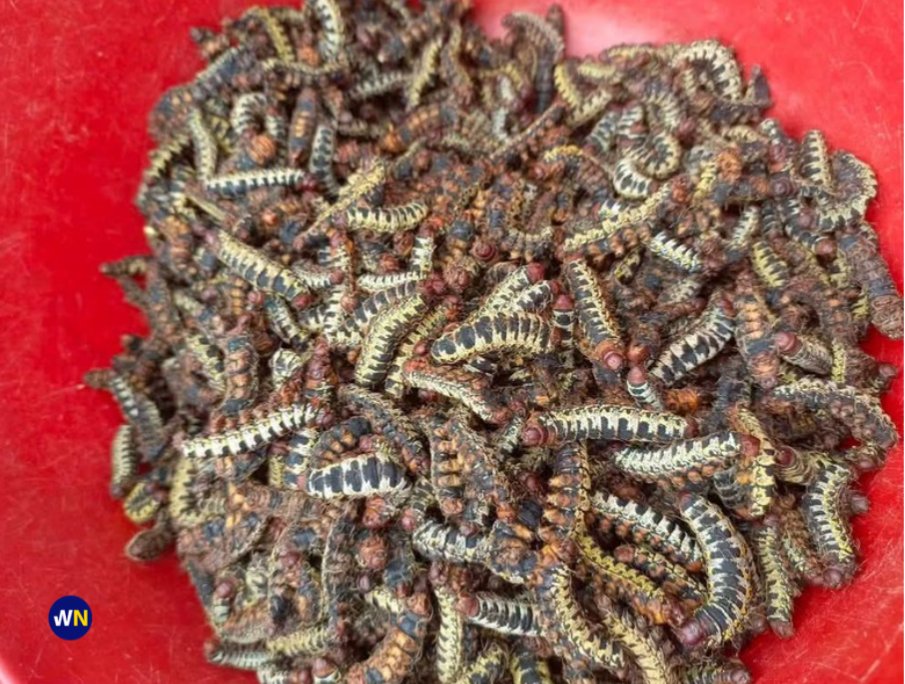 WatchNigeriaNG's tweet photo. Have you eaten an edible lavae before? Or it irritates you?

The Tiv people in Benue, Nasarawa and Taraba States eats them, and here's my personal experience 👇🏾👇🏾 https://t.co/nrKeV03tgk