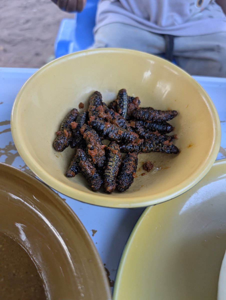 WatchNigeriaNG's tweet photo. Have you eaten an edible lavae before? Or it irritates you?

The Tiv people in Benue, Nasarawa and Taraba States eats them, and here's my personal experience 👇🏾👇🏾 https://t.co/nrKeV03tgk